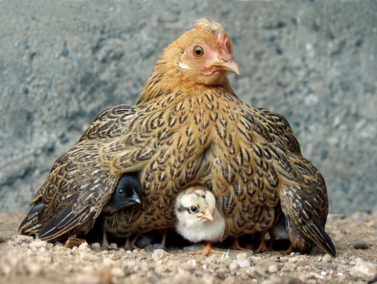 Chicken Mom Facts