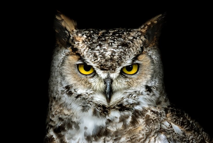 Owls can rotate their necks 270 degrees