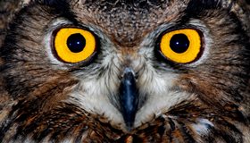 Owl eyes are tube-shaped rather than round