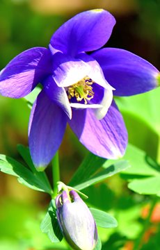 Colorado Blue Columbine