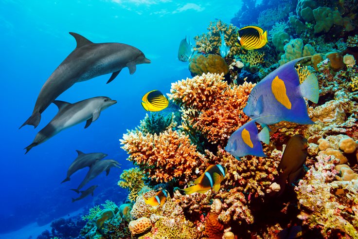 Coral Reef Animals