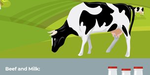 Cow Infographic Thumbnail