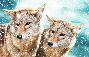 Coyotes Mate
