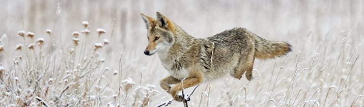 Fun Coyote Facts