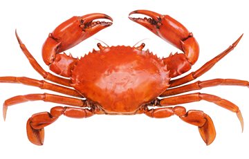 Weird Mushroom Trivia