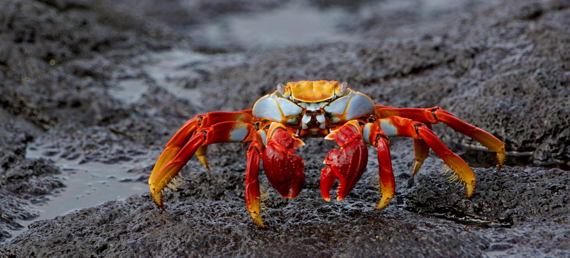 46 Fun Facts about Crabs