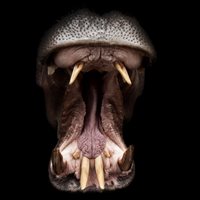 Scary Hippopotamus Facts