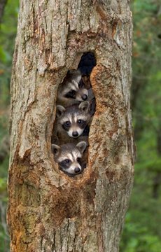 Gaze of Raccoons Fact