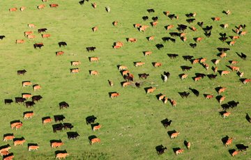 Artificial Meat Environment