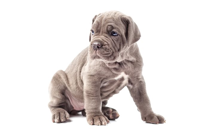 Mastiff puppy