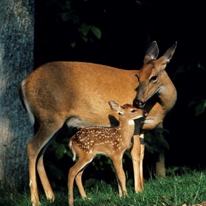 Doe and Fawn