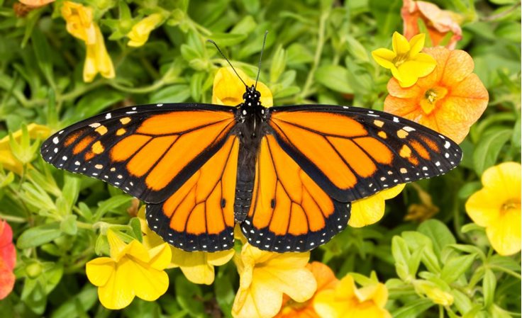 36 Beautiful Monarch Butterfly Facts FactRetriever