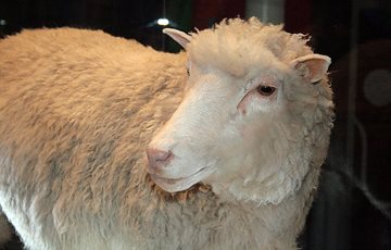 Dolly the Sheep