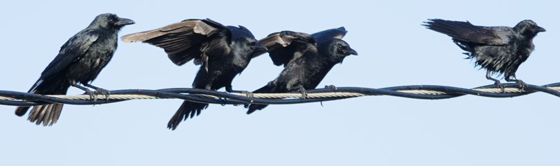 crow memory and territory