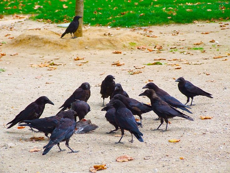 Do crows have funerals