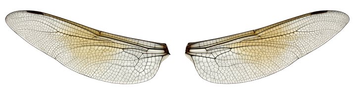 Dragonfly Wings Macrodetail
