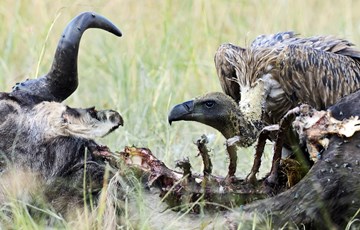 100 colorful facts about birds fact retriever com 100 colorful facts about birds fact retriever com