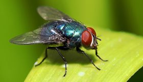 Crazy Fly Fact