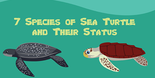 Fun Sea Turtle Infographic