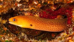 Eel facts and history