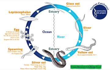 Eel Lifecycle Facts