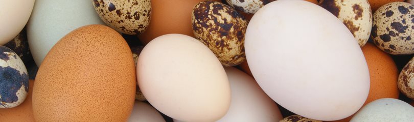Egg Facts