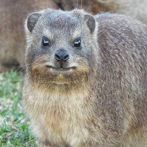 Hyrax Fact