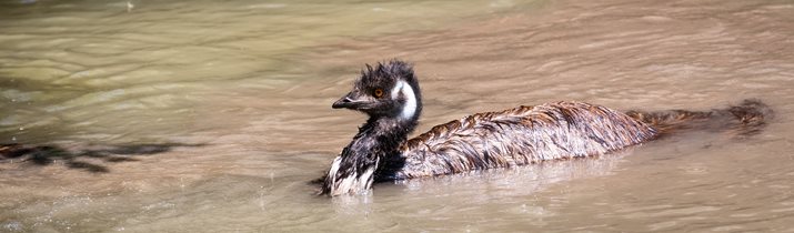 Swimming Emu Fact