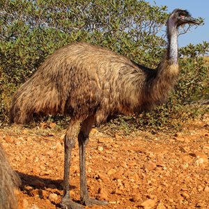 Emu facts about calf muscles