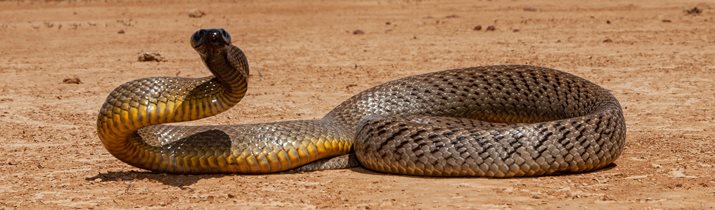 Poisonous Snake in Australia Facts