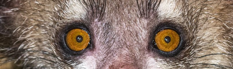 Aye-Aye eyes fActs