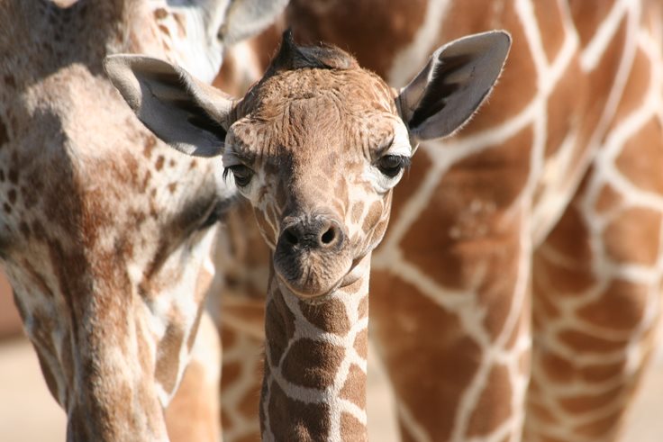 Baby Giraffe Fact