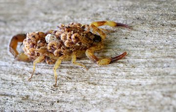 Baby Scorpion Fact