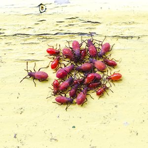 Boxelder Bug Facts