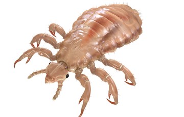 Interesting Fact about Columbus Voyage