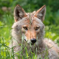 Fun Coyote Facts