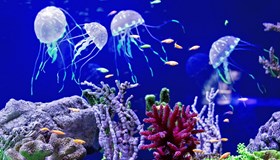 Invertebrate Jellyfish Facts
