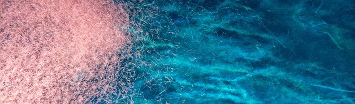 Antarctica Krill Facts