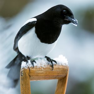 Magpie Intelligence Fact