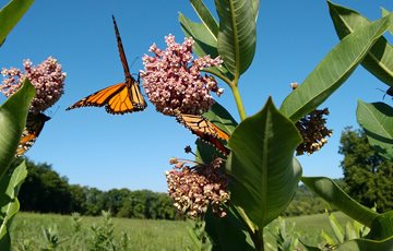 Milkweed Facts