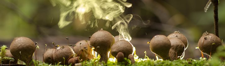 Mushroom spore Facts