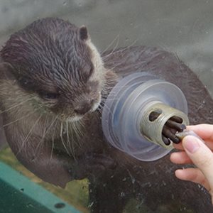 Japan otter facts