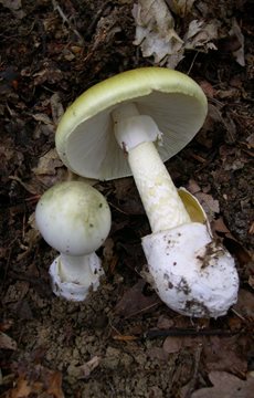 Death Cap Mushroom Fact