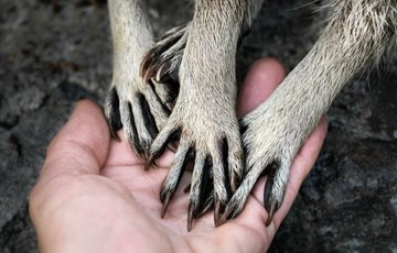 Raccoon Paw Facts