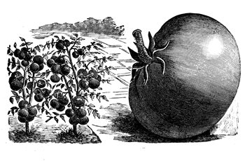 Tomato Nutrition History