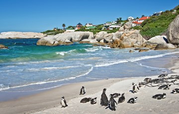 Penguin Habitat Facts