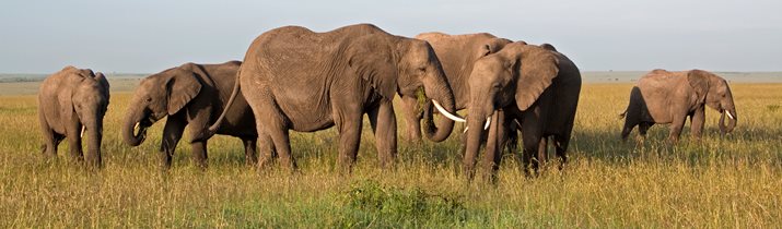 Elephant Migration Fact