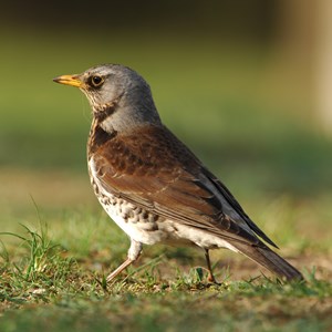 Fieldfare Birds Fact