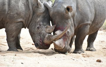 Rhinos battling facts