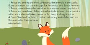 Fox Infographic Thumbnail